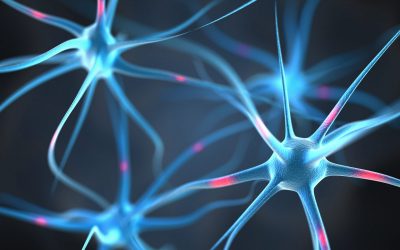 Qu’est-ce que les systèmes nerveux somatique et autonome (végétatif) ?